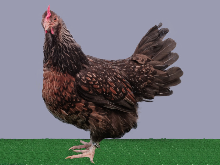 SV41