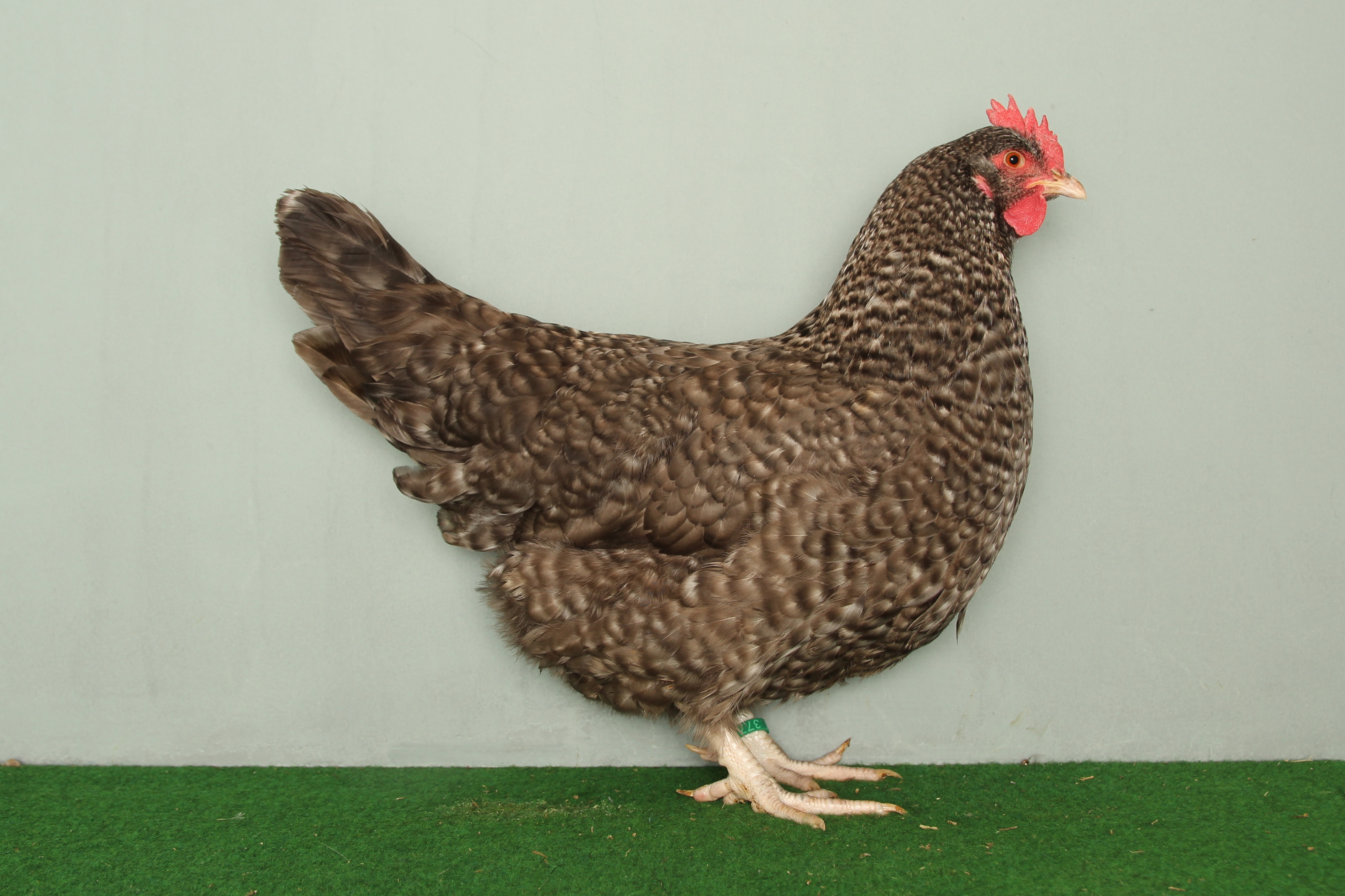 Dorking, gesperbert, 0,1, Leipzig 2019, 8409, sg93 Z, Kai Korngiebel, Werra Suhl Tal